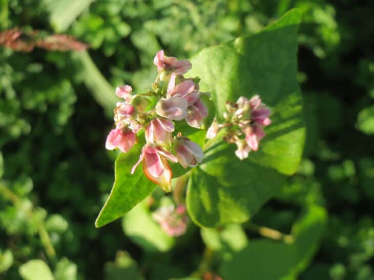 Buckwheat - Fagopyrum esculentum