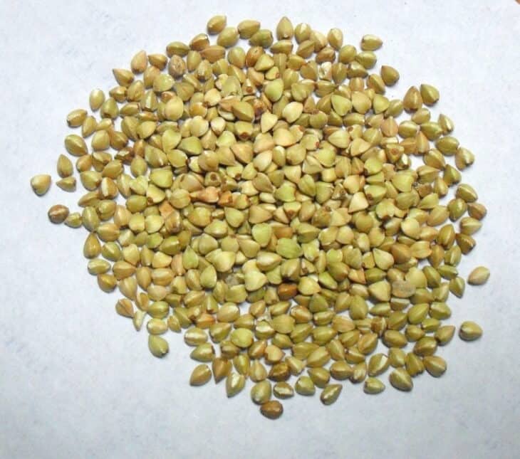 Buckwheat - Fagopyrum esculentum
