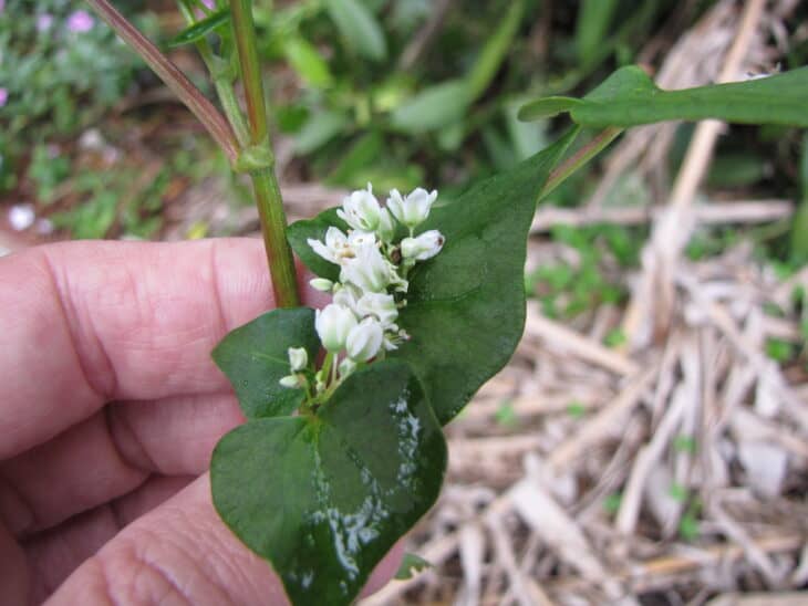 Buckwheat - Fagopyrum esculentum