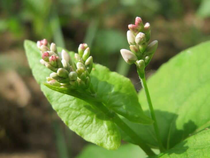 Buckwheat - Fagopyrum esculentum