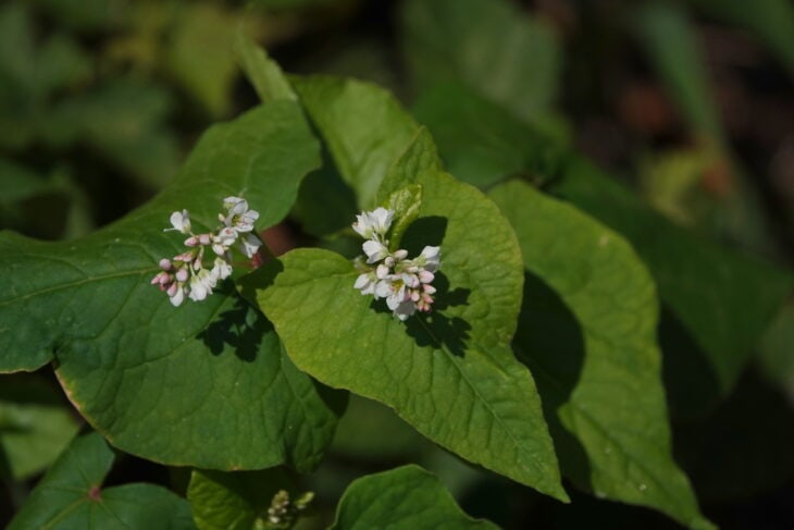Buckwheat - Fagopyrum esculentum