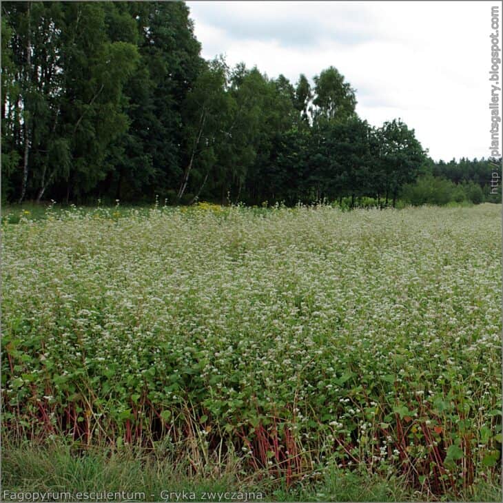 Buckwheat - Fagopyrum esculentum