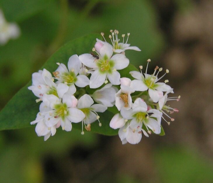 Buckwheat - Fagopyrum esculentum