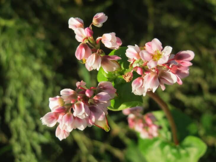 Buckwheat - Fagopyrum esculentum