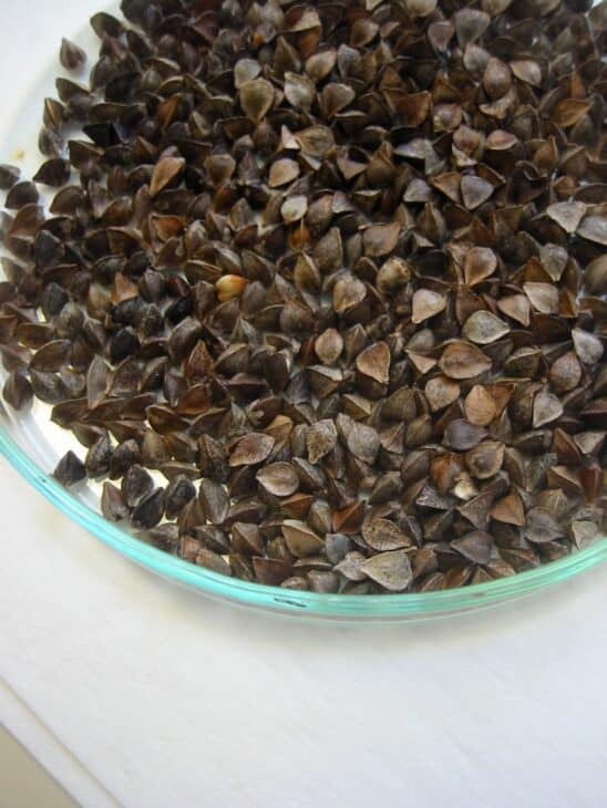 Buckwheat - Fagopyrum esculentum