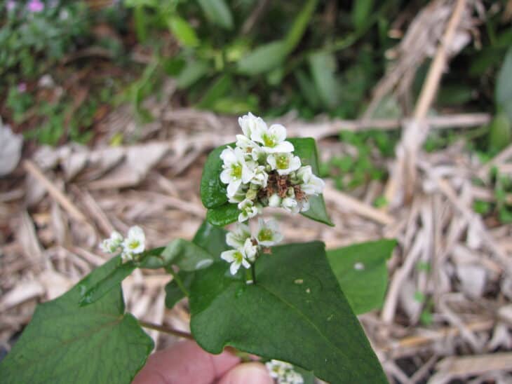 Buckwheat - Fagopyrum esculentum