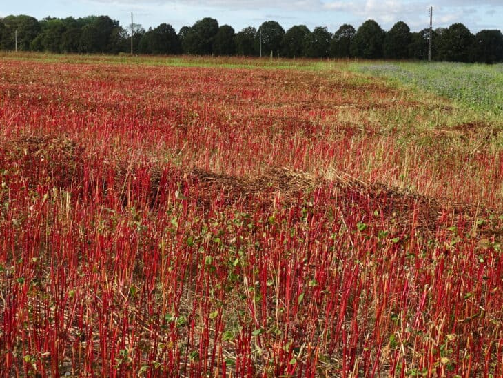 Buckwheat - Fagopyrum esculentum