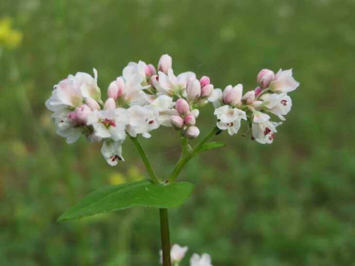 Buckwheat - Fagopyrum esculentum
