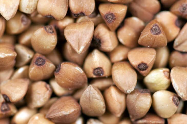 Buckwheat - Fagopyrum esculentum