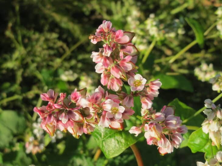 Buckwheat - Fagopyrum esculentum