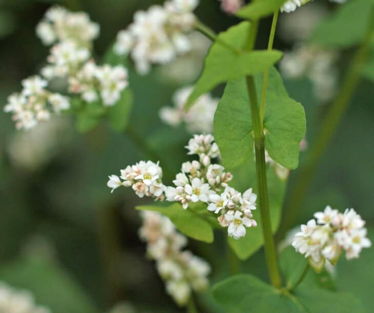 Buckwheat - Fagopyrum esculentum