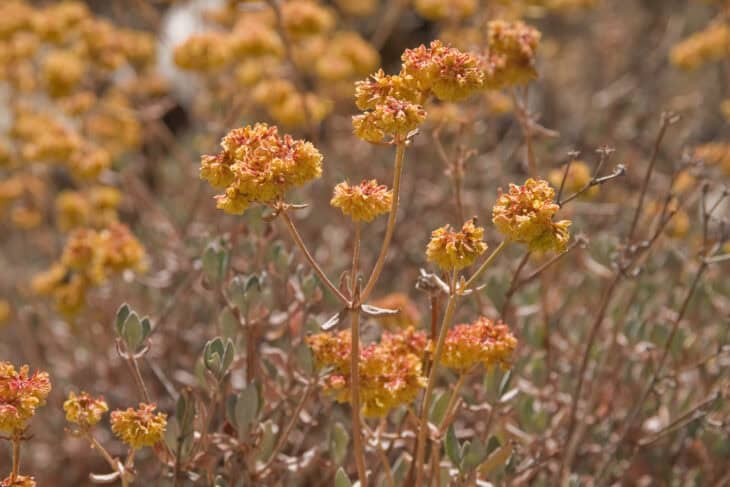 Buckwheat - Fagopyrum esculentum