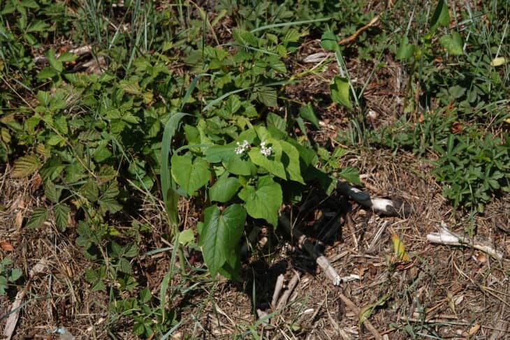 Buckwheat - Fagopyrum esculentum