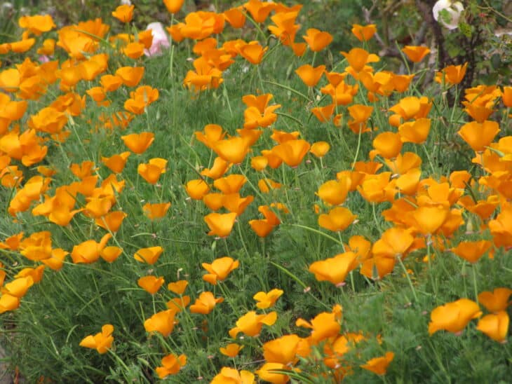 California Poppy - Eschscholzia californica