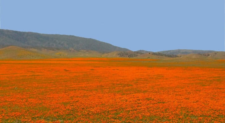 California Poppy - Eschscholzia californica