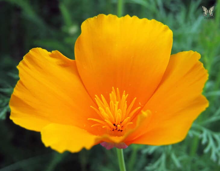 California Poppy - Eschscholzia californica