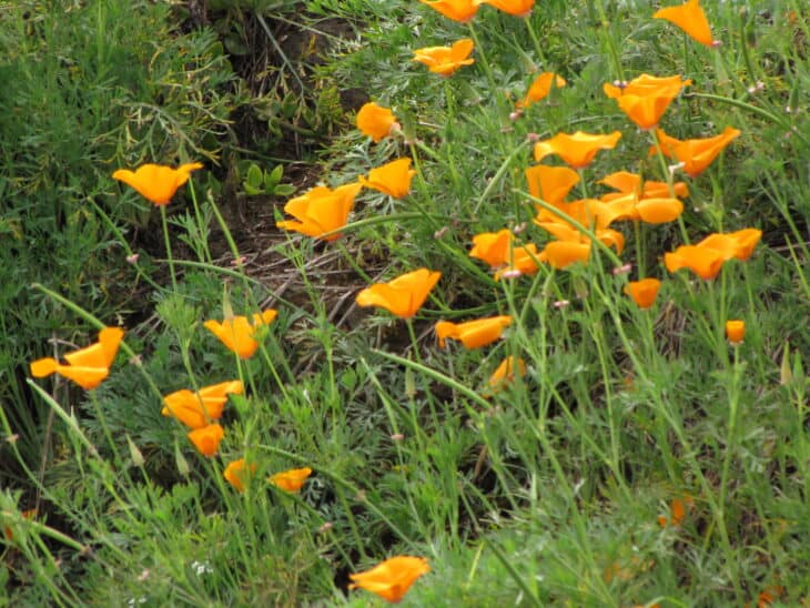 California Poppy - Eschscholzia californica