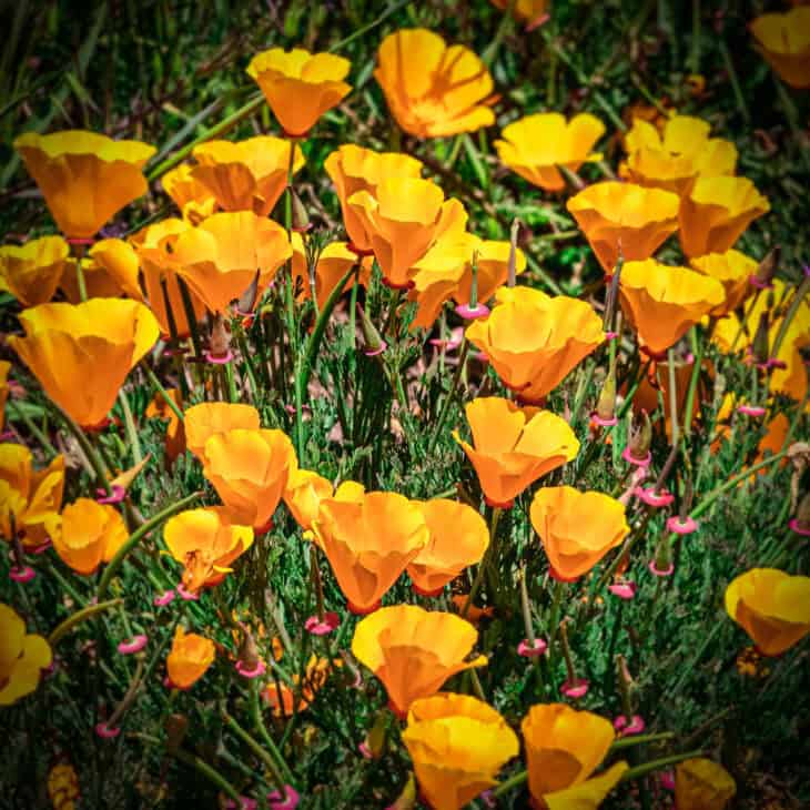 California Poppy - Eschscholzia californica