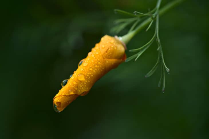 California Poppy - Eschscholzia californica