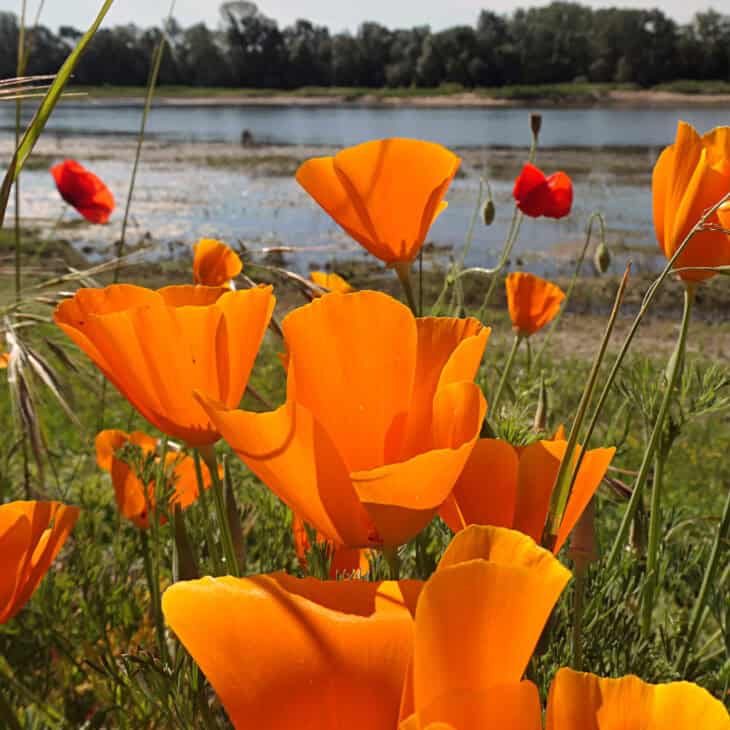 California Poppy - Eschscholzia californica