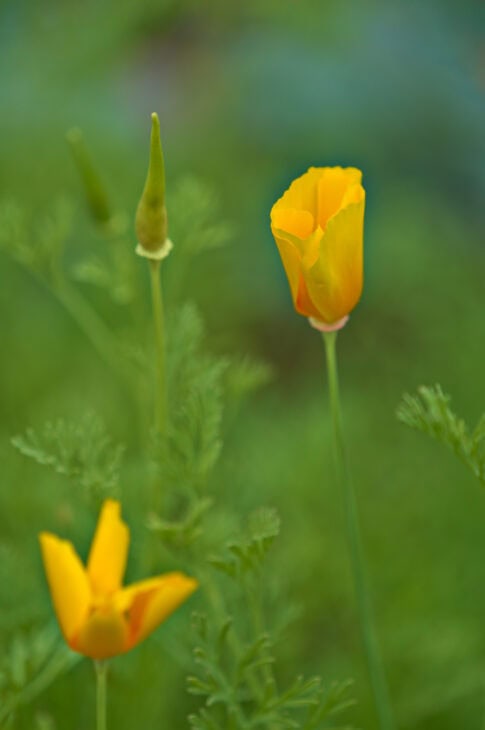 California Poppy - Eschscholzia californica