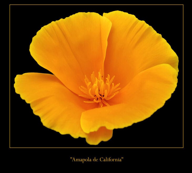 California Poppy - Eschscholzia californica