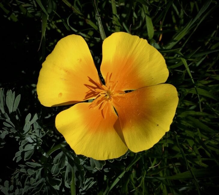 California Poppy - Eschscholzia californica