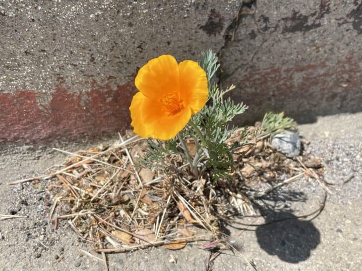 California Poppy - Eschscholzia californica