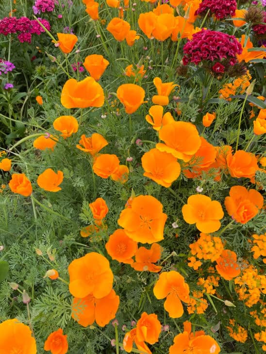 California Poppy - Eschscholzia californica