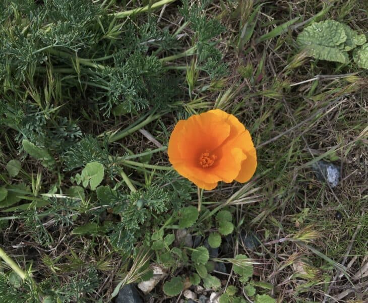California Poppy - Eschscholzia californica