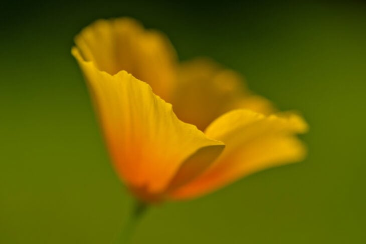 California Poppy - Eschscholzia californica