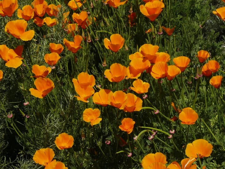 California Poppy - Eschscholzia californica