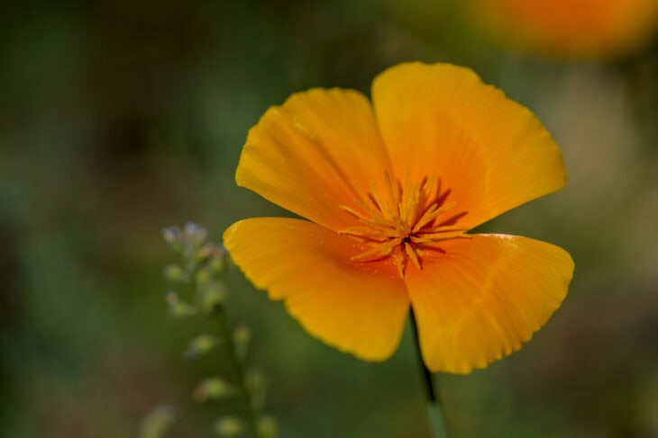 California Poppy - Eschscholzia californica