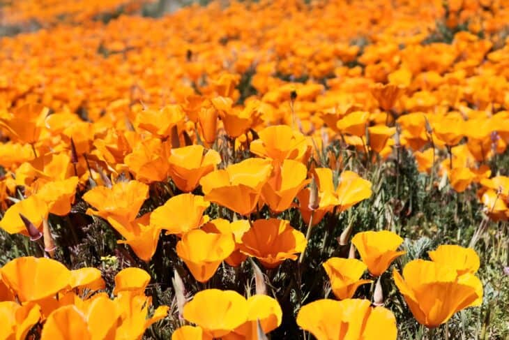 California Poppy - Eschscholzia californica