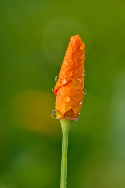 California Poppy - Eschscholzia californica