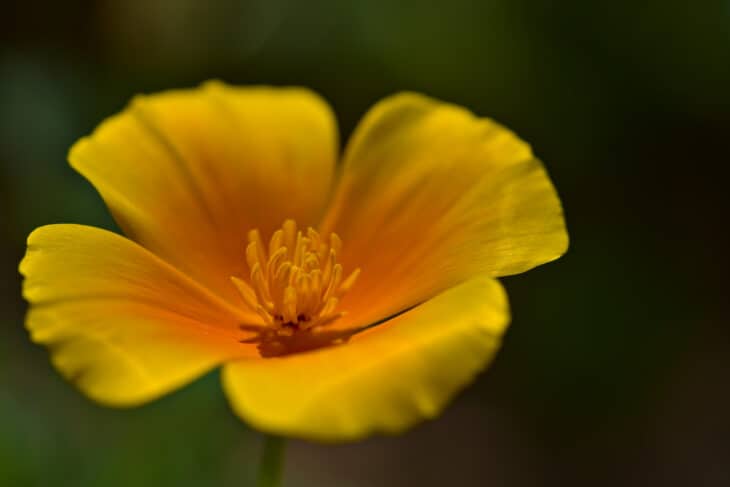 California Poppy - Eschscholzia californica
