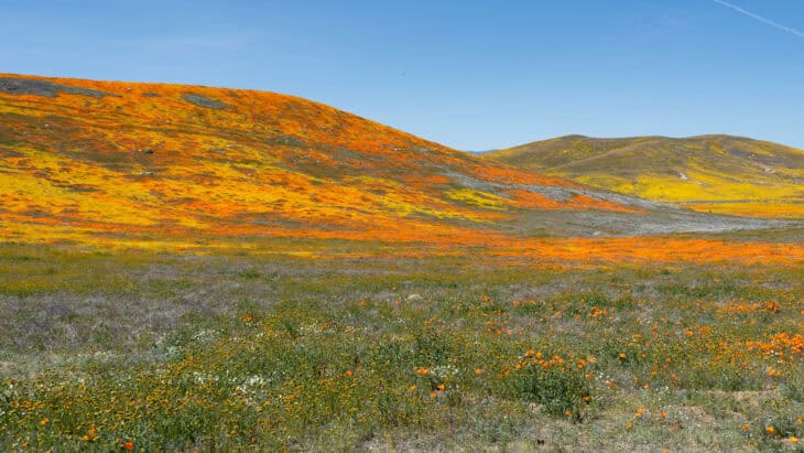 California Poppy - Eschscholzia californica
