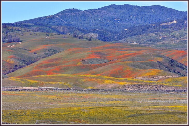 California Poppy - Eschscholzia californica
