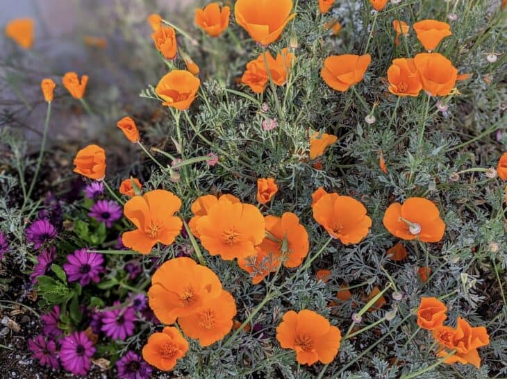 California Poppy - Eschscholzia californica