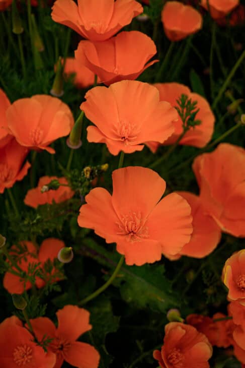 California Poppy - Eschscholzia californica