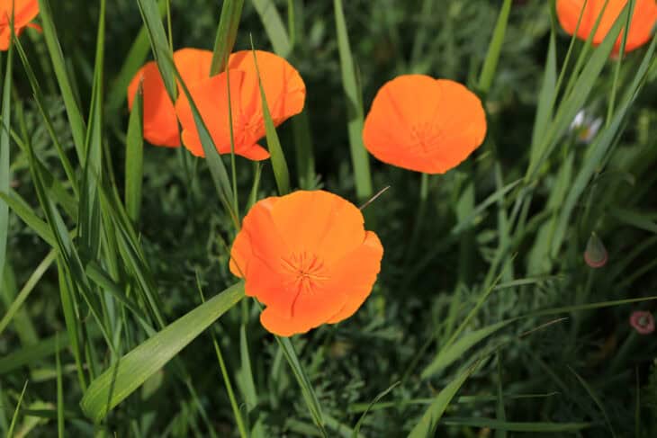 California Poppy - Eschscholzia californica