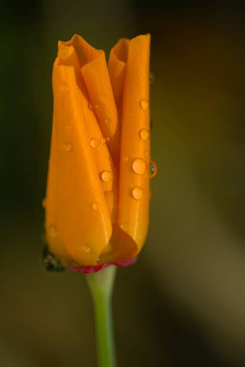 California Poppy - Eschscholzia californica