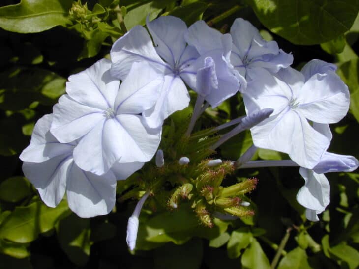 Cape Leadwort - Plumbago auriculata