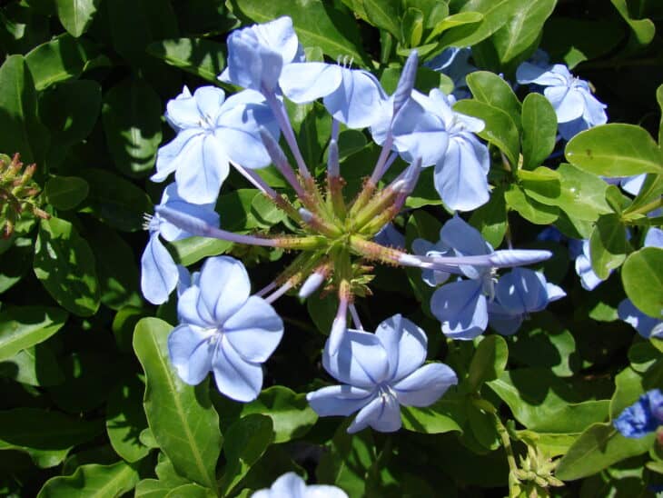 Cape Leadwort - Plumbago auriculata