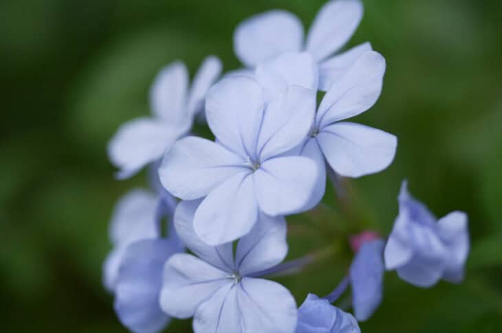 Cape Leadwort - Plumbago auriculata