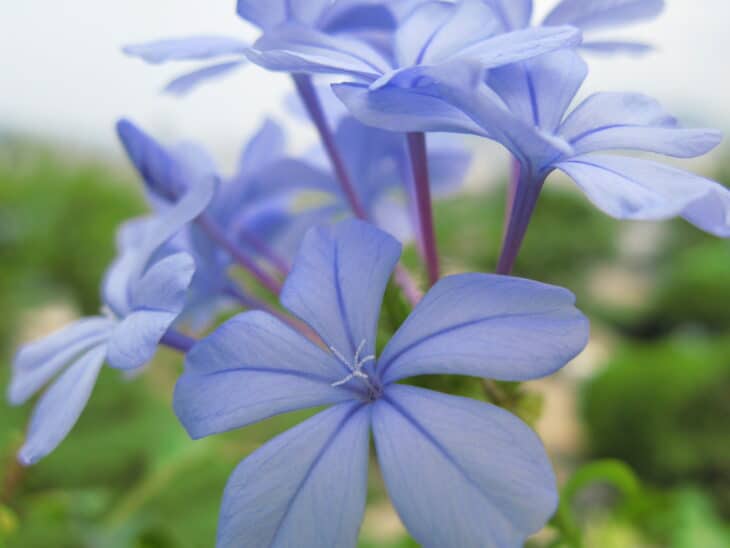 Cape Leadwort - Plumbago auriculata