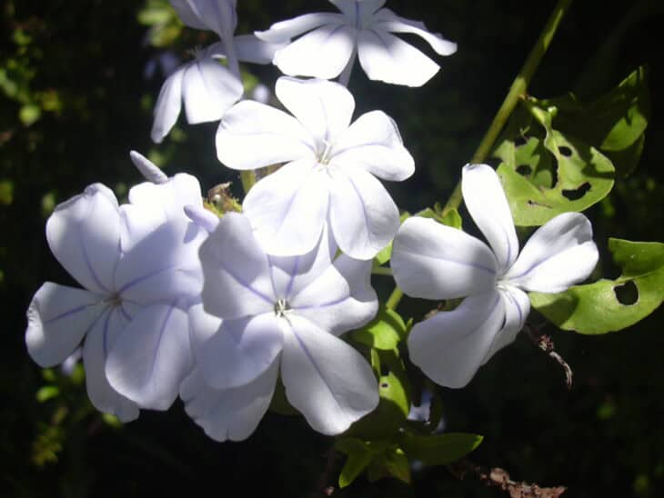 Cape Leadwort - Plumbago auriculata