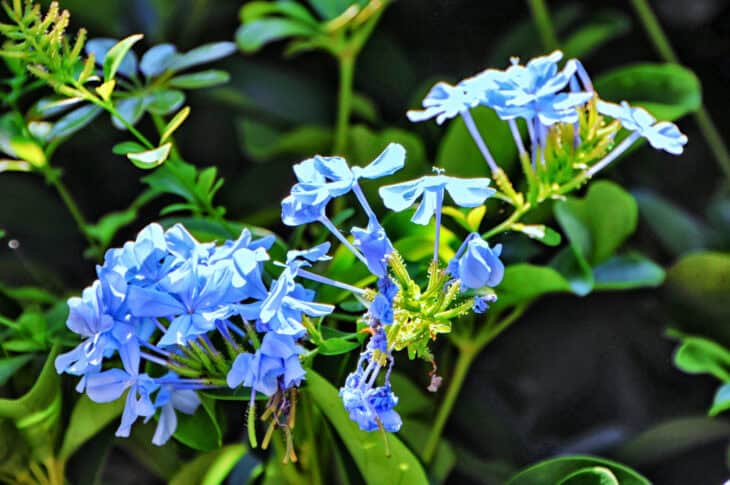 Cape Leadwort - Plumbago auriculata