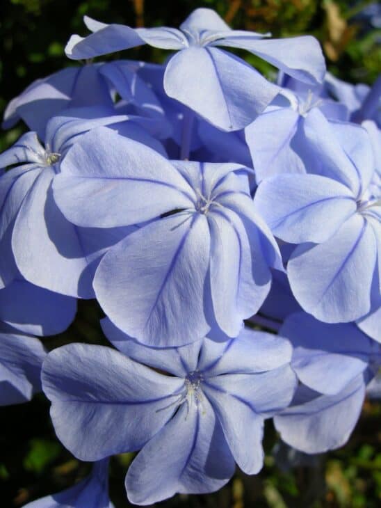 Cape Leadwort - Plumbago auriculata