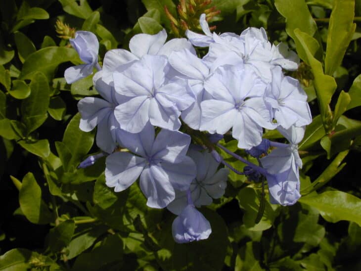 Cape Leadwort - Plumbago auriculata